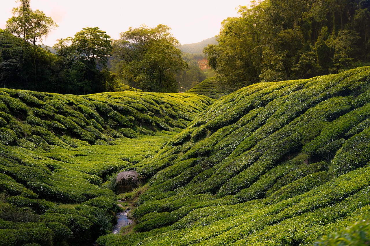 tea, cameron highland, malaysia, cameron highland, cameron highland, cameron highland, cameron highland, cameron highland, malaysia