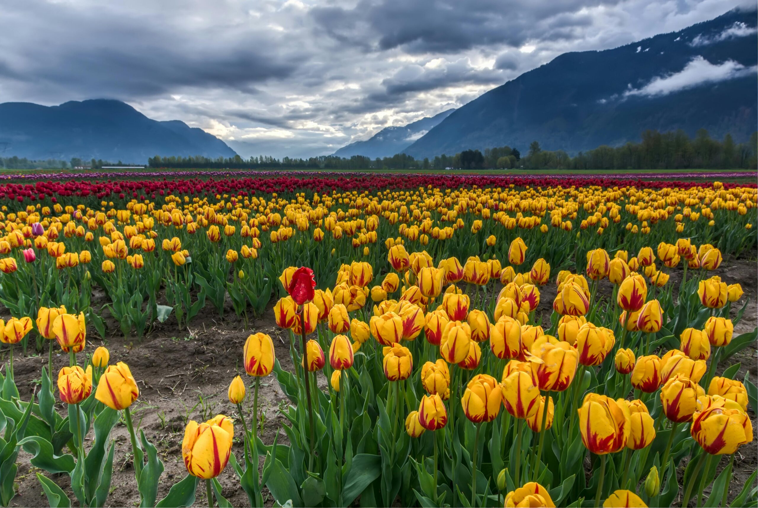 Colorful tulip fields under dramatic skies with mountains in Agassiz, BC, Canada.