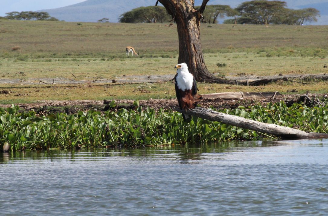 African fish eagle perched with a scenic backdrop in Nakuru County, Kenya.